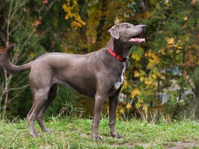 The Blue Lacy dog originated in Texas in the mid-19th century. Named after the Lacy brothers who first bred them, they have been state dog of Texas since 2005.