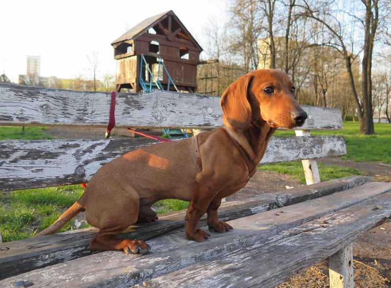 Completing the top 5 Dachshund names is Minnie. It's a Hebrew name meaning 'wished-for child'.