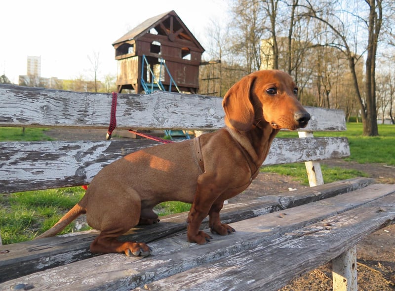Top Dachshund Dog Names: HEre are the 10 most popular puppy names in the wold for the adorable Dachshund 🐕 | The Scotsman Top Dachshund Dog Names: HEre are the 10 most popular puppy names in the wold for the adorable Dachshund 🐕 | The Scotsman
