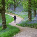 There are many great locations across Scotland to enjoy the dramatic colour and heady scent of the annual spring bloom of native bluebells