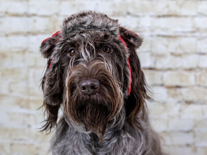 If your pooch is still happy to head out on winter walks, be sure to wrap up warm and if needed use a doggy coat to keep them cosy. On darker nights and morning, also be sure to wear bright or reflective clothing and walk your dog in well-lit areas. Avoid icy roads and pavements and clean your dog’s paws when you get home to remove and ice, salt or grit which may cause irritation.