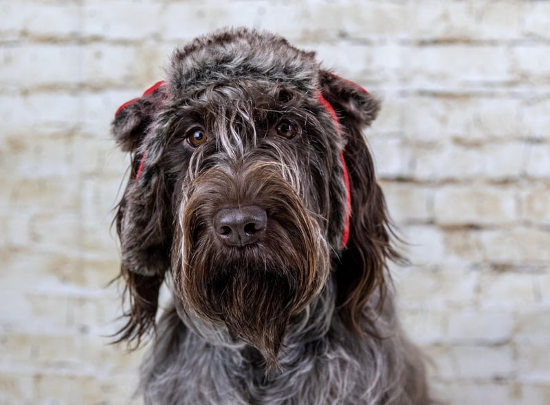 If your pooch is still happy to head out on winter walks, be sure to wrap up warm and if needed use a doggy coat to keep them cosy. On darker nights and morning, also be sure to wear bright or reflective clothing and walk your dog in well-lit areas. Avoid icy roads and pavements and clean your dog’s paws when you get home to remove and ice, salt or grit which may cause irritation.