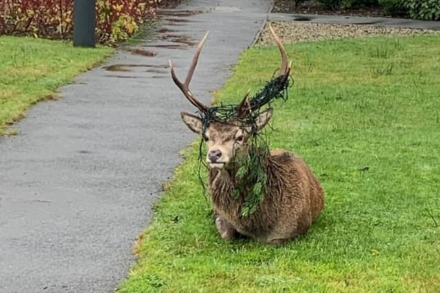 Bob the Festive Stag pictured yesterday morning sitting in the residential Bowman Court at the hospital in Mull.