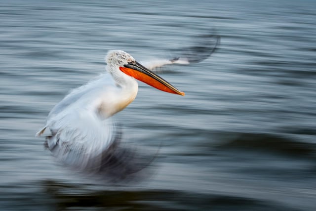 Overall winner: Alwin Hardenbol, University of Eastern Finland
The art of flight: A panning shot of a flying Dalmatian Pelican (Pelecanus crispus). An internationally near-threatened bird species.
Panning shot of a Dalmatian Pelican. Its tough, but so worth it when it turns out well. This shot was taken with 1/30s, f/8.0, and ISO 800 at 80mm.