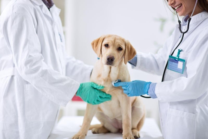 The UK's favourite breed of dog comes with its own list of health issues to look out for. Sadly they develop cancer more often than other breeds, can suffer from elbow and shoulder dysplasia, as well as muscular dystrophy which attacks the muscles. Be careful of the amount your pet exercises too - Labs are prone to exercise-induced collapse if they get too excited. Golden Retrievers have similar health concerns.