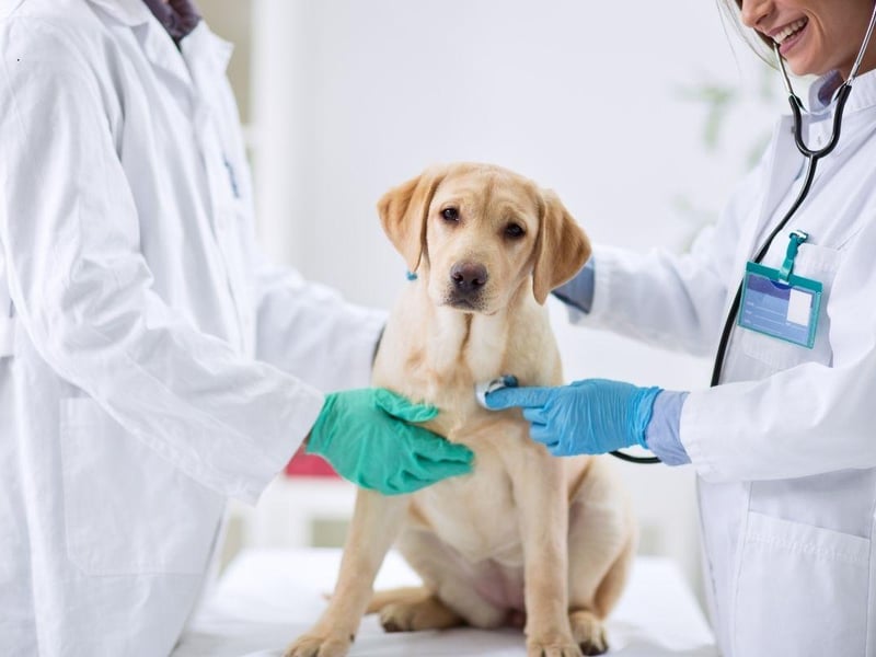 The UK's favourite breed of dog comes with its own list of health issues to look out for. Sadly they develop cancer more often than other breeds, can suffer from elbow and shoulder dysplasia, as well as muscular dystrophy which attacks the muscles. Be careful of the amount your pet exercises too - Labs are prone to exercise-induced collapse if they get too excited. Golden Retrievers have similar health concerns.