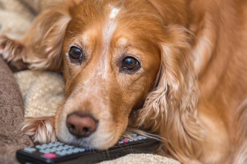 You've just got home and are looking forward to slumping on the couch in front of the television. Good luck with that when half of the remote control is in your dog's tummy - as has been the case with 16 per cent of owners.