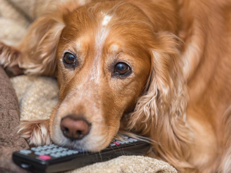 You've just got home and are looking forward to slumping on the couch in front of the television. Good luck with that when half of the remote control is in your dog's tummy - as has been the case with 16 per cent of owners.