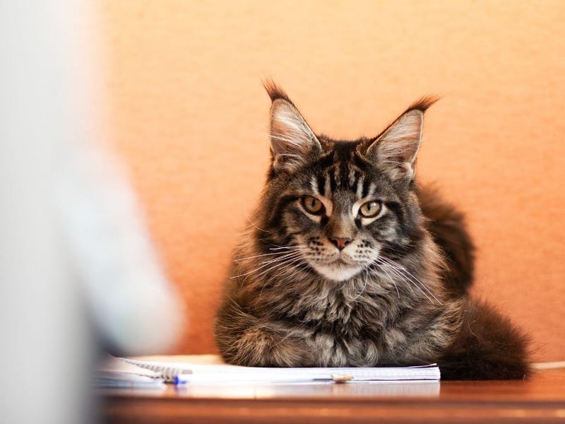 The Maine Coon have links back to the Vikings and very often affectionate, with a love for all areas of your family.