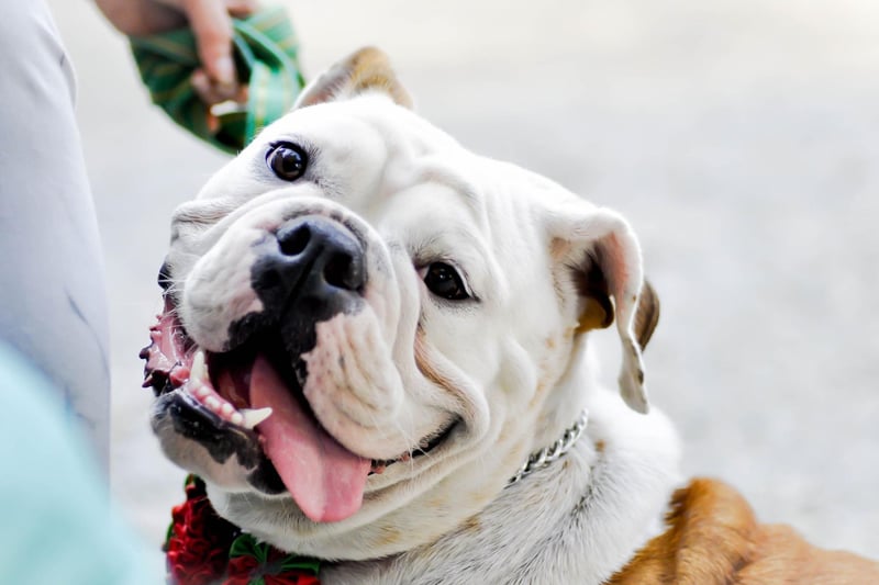 The barbaric practice of bull baiting was a common blood sport in the UK until it was thankfully banned in 1835. Bulldogs were specially bred to take part in these battles, where they would attempt to bite the bull's nose and then hang on for as long as possible.