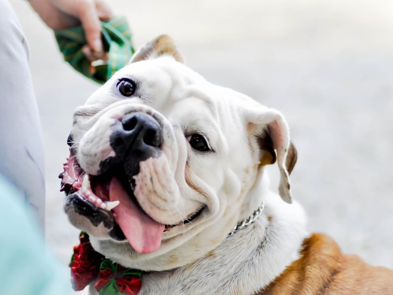 The barbaric practice of bull baiting was a common blood sport in the UK until it was thankfully banned in 1835. Bulldogs were specially bred to take part in these battles, where they would attempt to bite the bull's nose and then hang on for as long as possible.