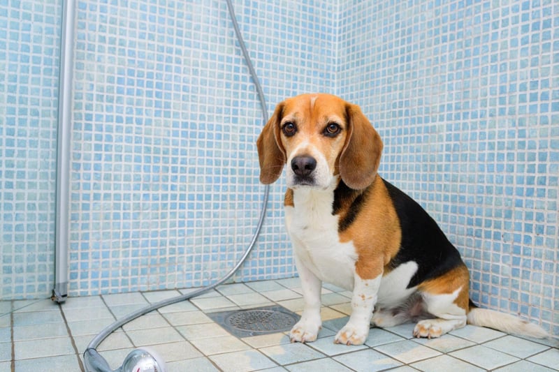 Originally bred for hunting hare, the Beagle needs very little grooming to keep them neat and tidy. They do shed hair, but a weekly brush is usually more than enough when it comes to pampering.