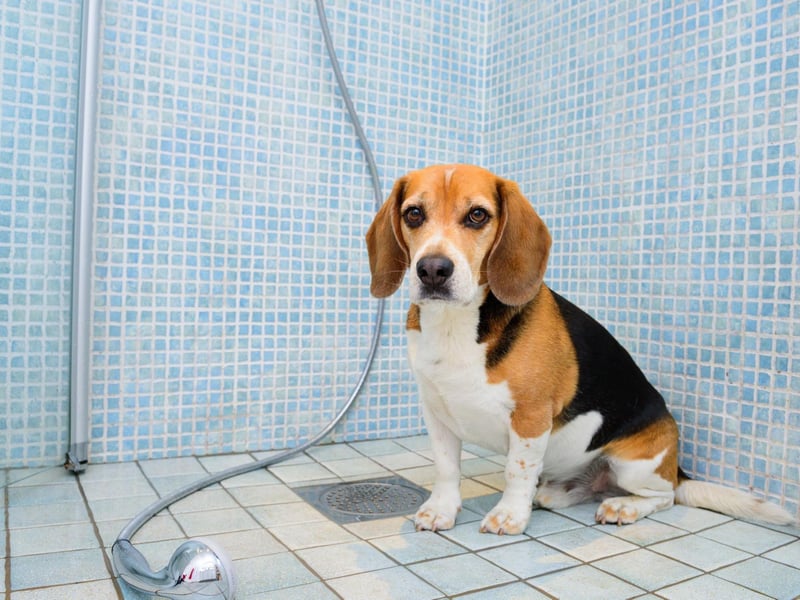 Originally bred for hunting hare, the Beagle needs very little grooming to keep them neat and tidy. They do shed hair, but a weekly brush is usually more than enough when it comes to pampering.