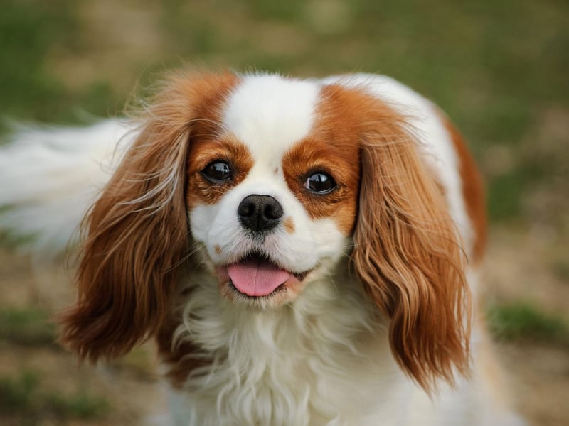 A total of 2,979 Cavalier King Charles Spaniels were registered in 2020, putting the wee dogs with the cute faces sixth on our list.