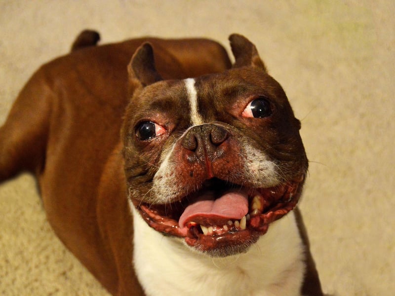 The Boston Terrier was named the state dog of Massachusetts in 1970. Only 13 states have a dedicated dog, so it's a great honour for the breed.