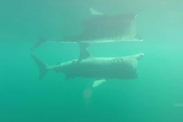Basking sharks were tracked and filmed via a robot SharkCam as they swam in Scottish waters as part of a project to find out more about their behaviour