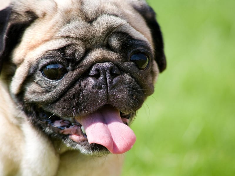 A thick coat isn't a problem for the tiny Pug, but its flat face is, while a tendency to pile on the pounds makes them particularly prone to heat stroke.