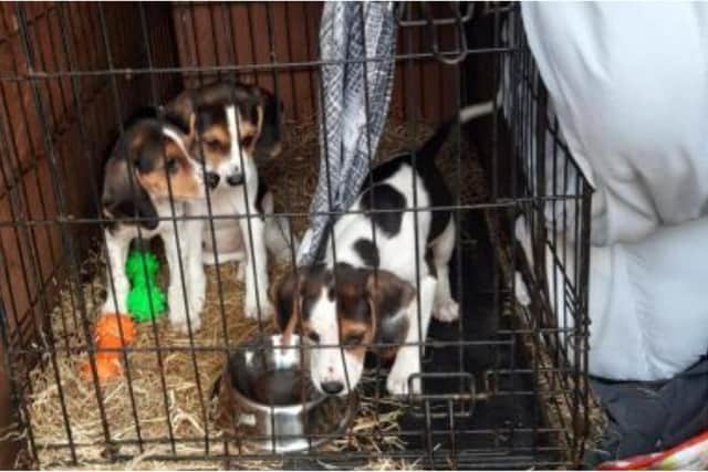 The six puppies were found in small cages inside a van. Photo: Scottish SPCA