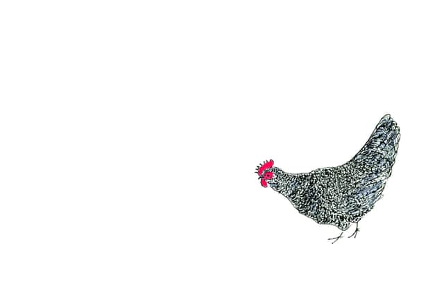 A Scots Dumpy hen as drawn by Arthur