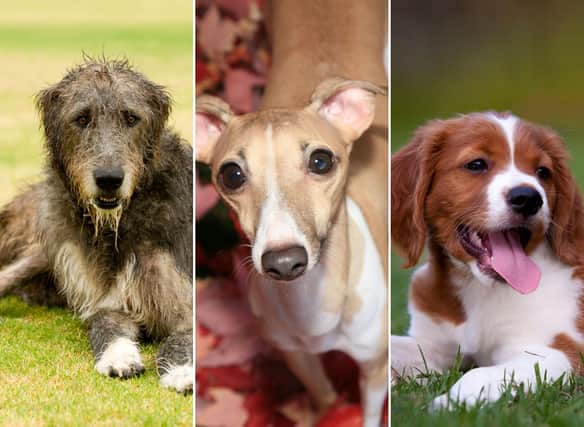 The research suggests certain breeds of dog could become increasingly popular in the coming months.