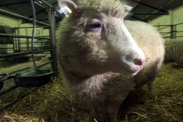 Dolly the Sheep, made headlines around the world in 1996 as the first ever cloned mammal. Dolly was cloned at the Roslin Institute in Midlothian.