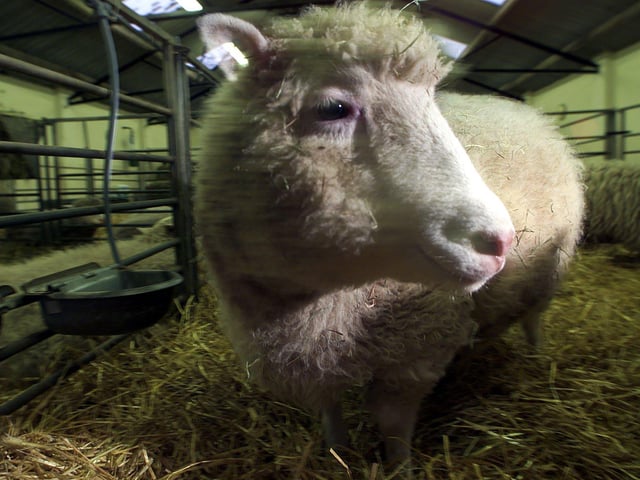 Dolly the Sheep, made headlines around the world in 1996 as the first ever cloned mammal. Dolly was cloned at the Roslin Institute in Midlothian.
