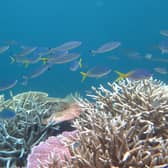 Marine heatwaves can lead to coral bleaching and harms to ocean life – this picture was taken during an underwater survey in Australian waters in 2017. Picture: J Stella/Great Barrier Reef Marine Park Authority