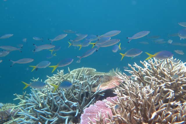 Marine heatwaves can lead to coral bleaching and harms to ocean life – this picture was taken during an underwater survey in Australian waters in 2017. Picture: J Stella/Great Barrier Reef Marine Park Authority