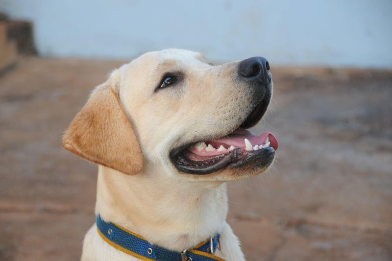 The undisputed king of the moochers, the Labrador Retriever will act like its not been fed for weeks the moment you sit down for a bite.