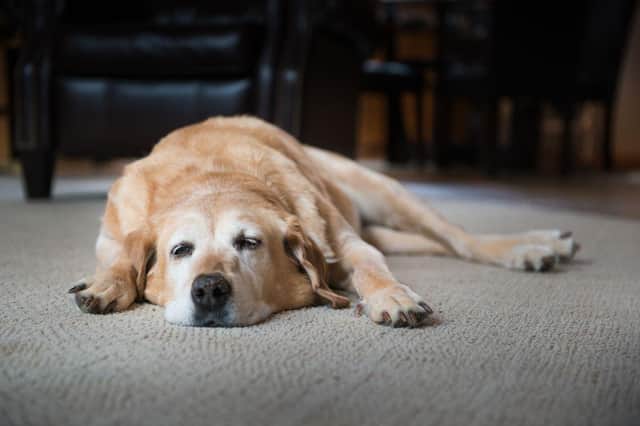 Much like their human owners, dogs can suffer from arthritis - particularly as they get older.