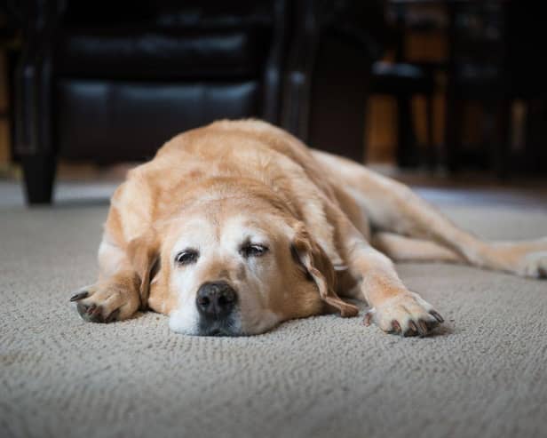 Much like their human owners, dogs can suffer from arthritis - particularly as they get older.