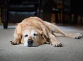 Much like their human owners, dogs can suffer from arthritis - particularly as they get older.