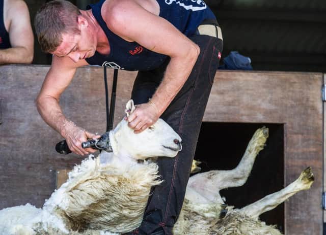 Royal Highland Show 2018 - sheep shearing generals