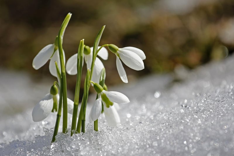 As recently as the 1950s you'd be lucky to see a blooming snowdrop until early March. Milder winters have meant that the pretty flowers can now be seen by late January, while February is the best time to see them create stunning blankets of white. They tend to grow in light woodland and there are plenty of places across Scotland where you can go for 'snowdrop walks', including the Cambo Estate, in Fife, which boasts over 200 varieties, including many rarities.