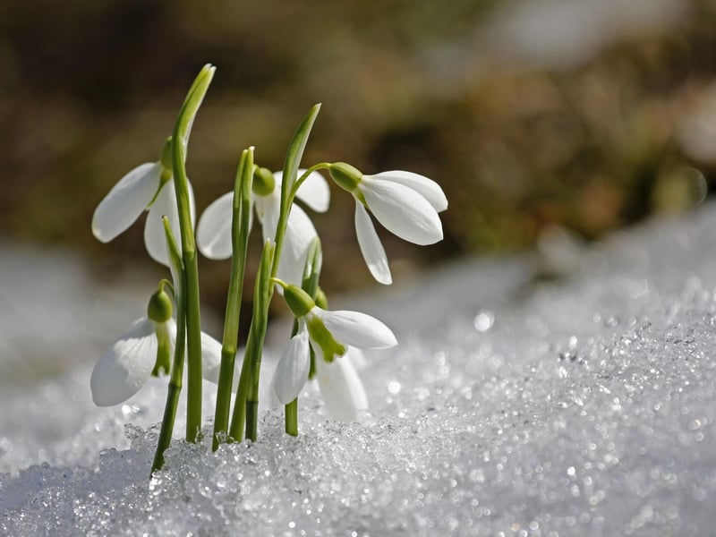 As recently as the 1950s you'd be lucky to see a blooming snowdrop until early March. Milder winters have meant that the pretty flowers can now be seen by late January, while February is the best time to see them create stunning blankets of white. They tend to grow in light woodland and there are plenty of places across Scotland where you can go for 'snowdrop walks', including the Cambo Estate, in Fife, which boasts over 200 varieties, including many rarities.