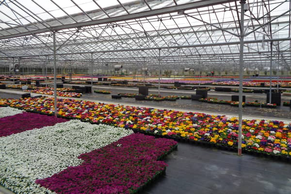Millions of pounds worth of bulbs, bedding plants, cut flowers and pot plants like these at A&G Young nursery in Perth will have to be scrapped due to the Covid-19 shutdown.