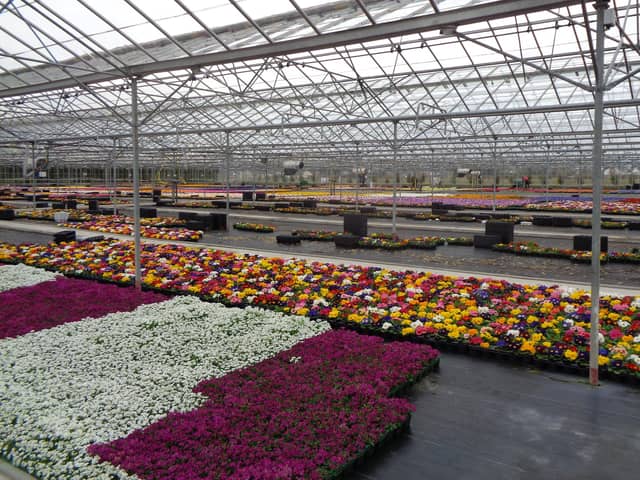 Millions of pounds worth of bulbs, bedding plants, cut flowers and pot plants like these at A&G Young nursery in Perth will have to be scrapped due to the Covid-19 shutdown.