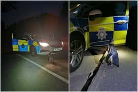 The penguin was spotted walking down the middle of the road, a mile from its home on a farm in Strelley, Nottinghamshire