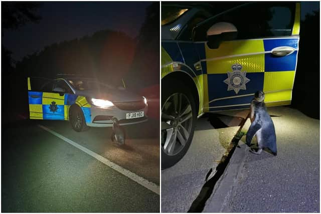 The penguin was spotted walking down the middle of the road, a mile from its home on a farm in Strelley, Nottinghamshire