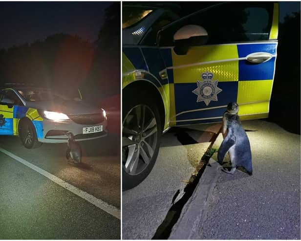 The penguin was spotted walking down the middle of the road, a mile from its home on a farm in Strelley, Nottinghamshire