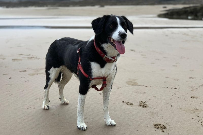 Crossbreeds don't get much more energetic than the Sprollie - a combination of an English Springer Spaniel and a Collie that make wonderful working dogs.