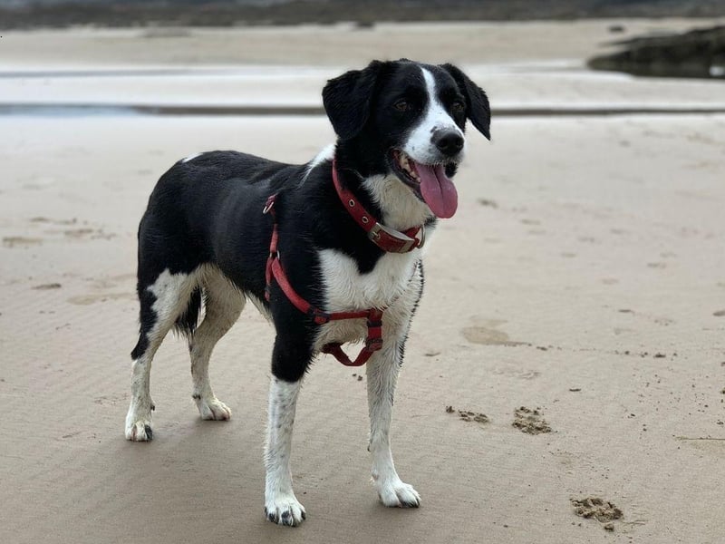 Crossbreeds don't get much more energetic than the Sprollie - a combination of an English Springer Spaniel and a Collie that make wonderful working dogs.