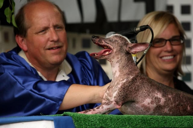 Contest judges inspect Gus, a one-eyed, three legged Chinese Crested dog that was named the winner of the 20th Annual World's Ugliest Dog Competition 2008.