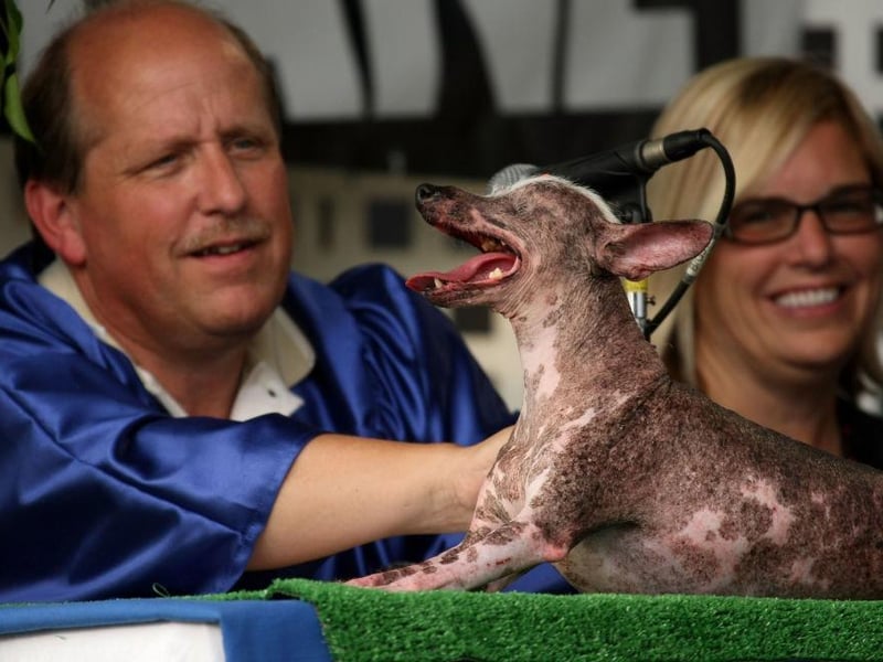 Contest judges inspect Gus, a one-eyed, three legged Chinese Crested dog that was named the winner of the 20th Annual World's Ugliest Dog Competition 2008.