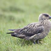 A great skua. Avian flu has devastated seabird populations. Picture: Lorne Gill/NatureScot/PA Wire
