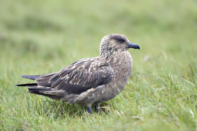 A great skua. Former seasonal officer on Noss Juan Brown said seabird monitoring has becoming increasingly important after avian flu devastated seabird populations around Noss. Picture: Lorne Gill/NatureScot/PA Wire