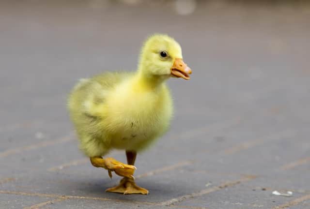 The centre currently has two breeding pairs, with the females normally producing eight to ten eggs (Photo: Katielee Arrowsmith SWNS).