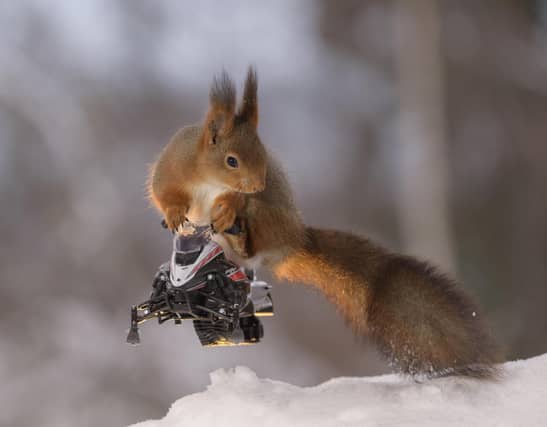 Red squirrels face a number of threats to their existence, including competition from greys, introduced by humans from North America (Picture: Geert Weggen/SWNS.com)