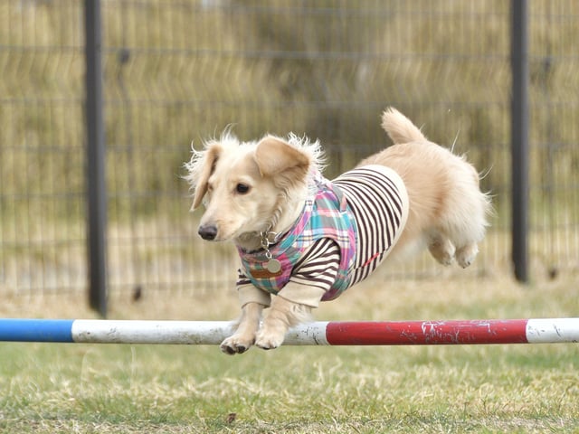 For agility, your dog needs to be a mature adult of over 18 months in order to keep their joints safe and growing in strength. You can set up an agility course at home in your garden or house using plant pots to balance canes on, odd boxes and brooms also make a great jump and weave obstacles too. Lay balance planks on the ground so you can guide your dog to walk along them but also walk between. This encourages supple movement and equal body balance and strength of both their left and right sides.