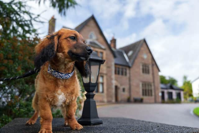 Crerar Hotels has launched the search for its first ever 'ambassadog'